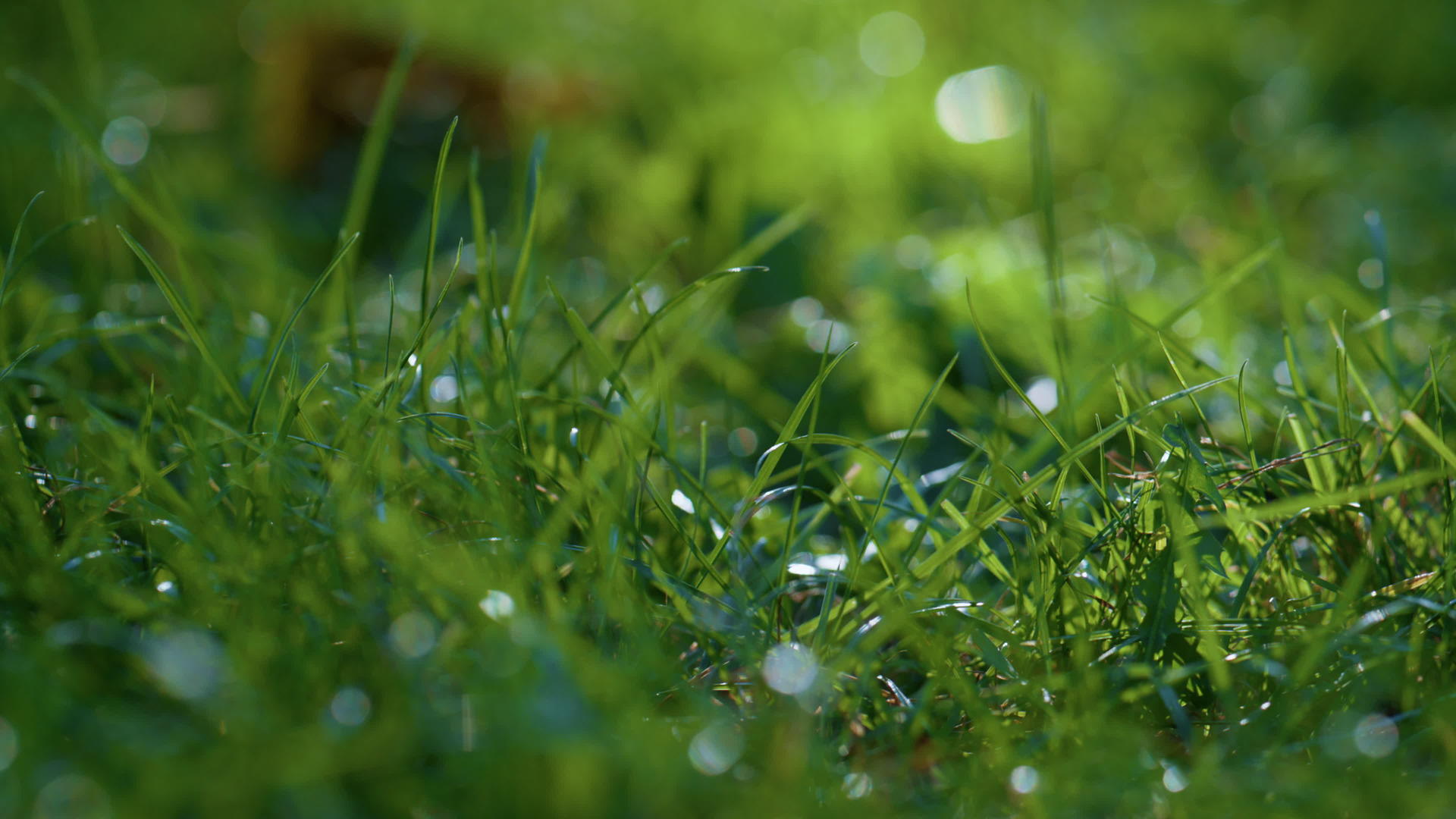 清澈的露水闪耀着绿草视频的预览图