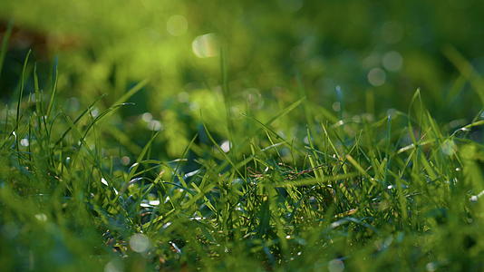 秋天早晨潮湿的绿色草坪视频的预览图