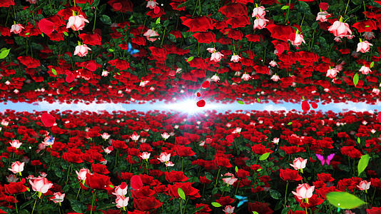4K唯美的玫瑰花背景素材视频的预览图