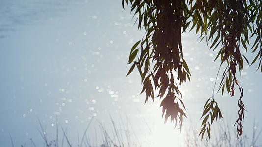 垂柳生长公园池塘视频的预览图