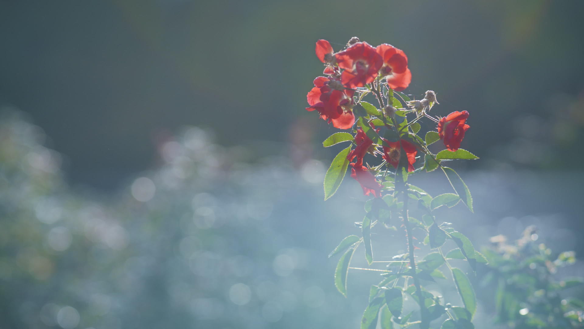 特写镜头红色野花早晨雾背景视频的预览图