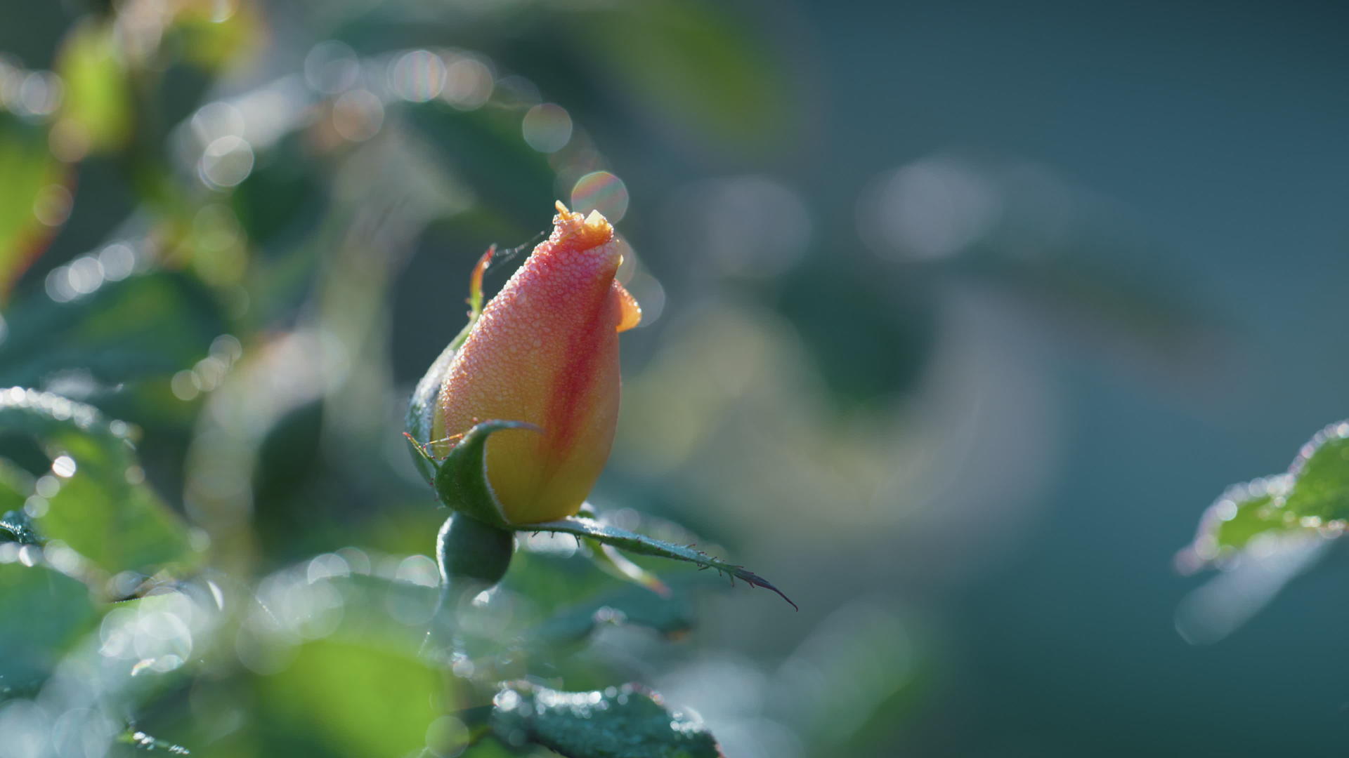 芽粉玫瑰花园视频的预览图