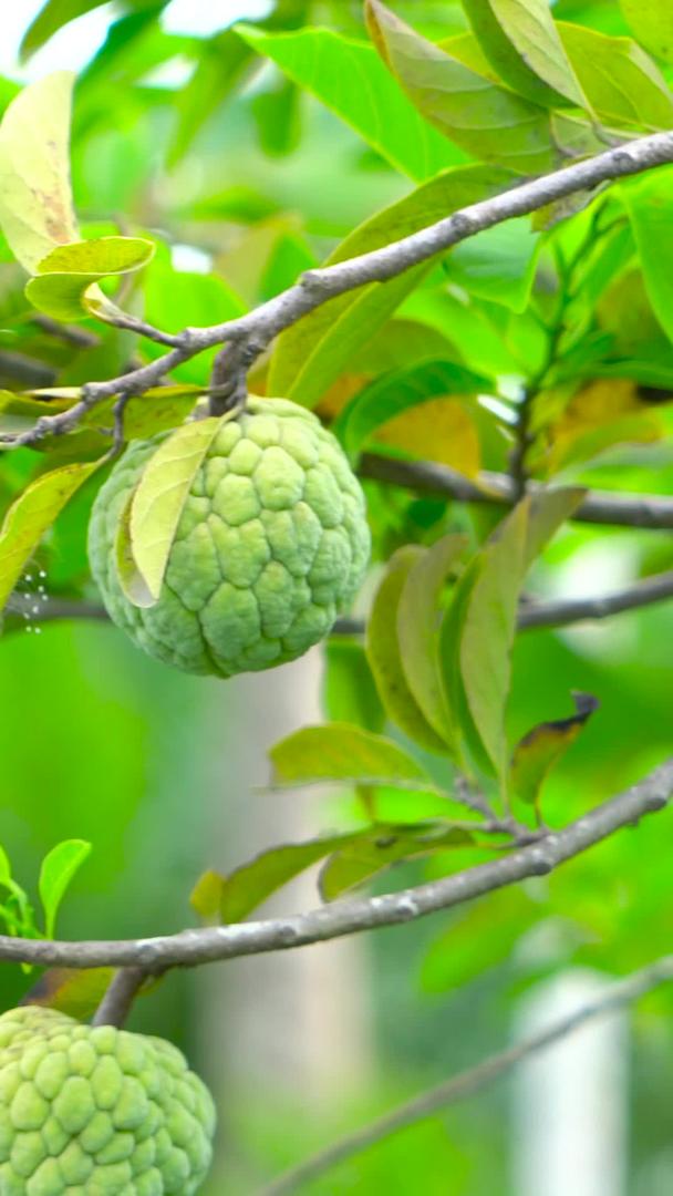 番石榴释迦果水果收藏视频的预览图