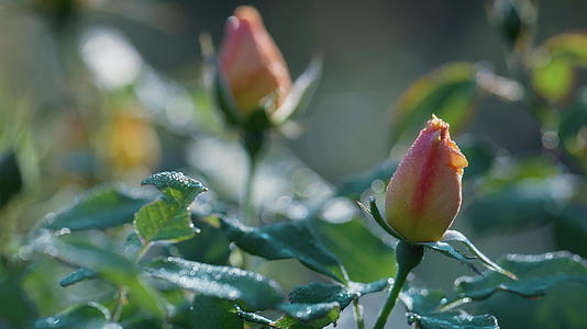 温柔的玫瑰花蕾阳光灿烂的日子视频的预览图