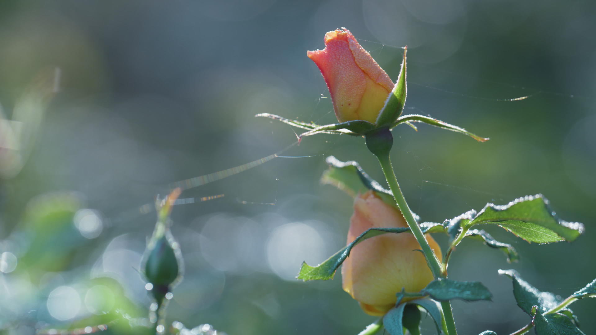 花园里生长着粉红色的玫瑰花蕾视频的预览图