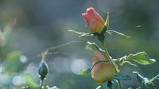花园里生长着粉红色的玫瑰花蕾视频的预览图