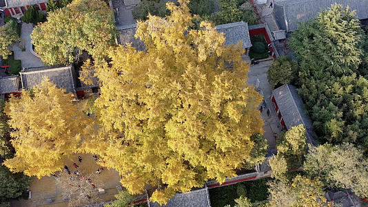 秋季的银杏及寺庙古建筑航拍4K视频视频的预览图