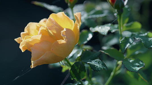 盛开的黄玫瑰灌木视频的预览图