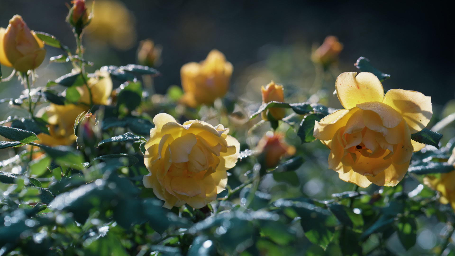 美丽的黄玫瑰生长在绿色的灌木丛中视频的预览图