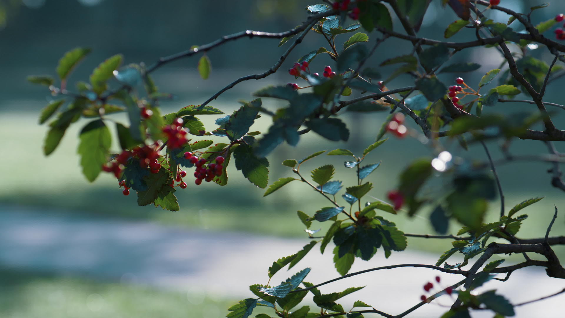 秋季公园公园成熟的挂枝视频的预览图