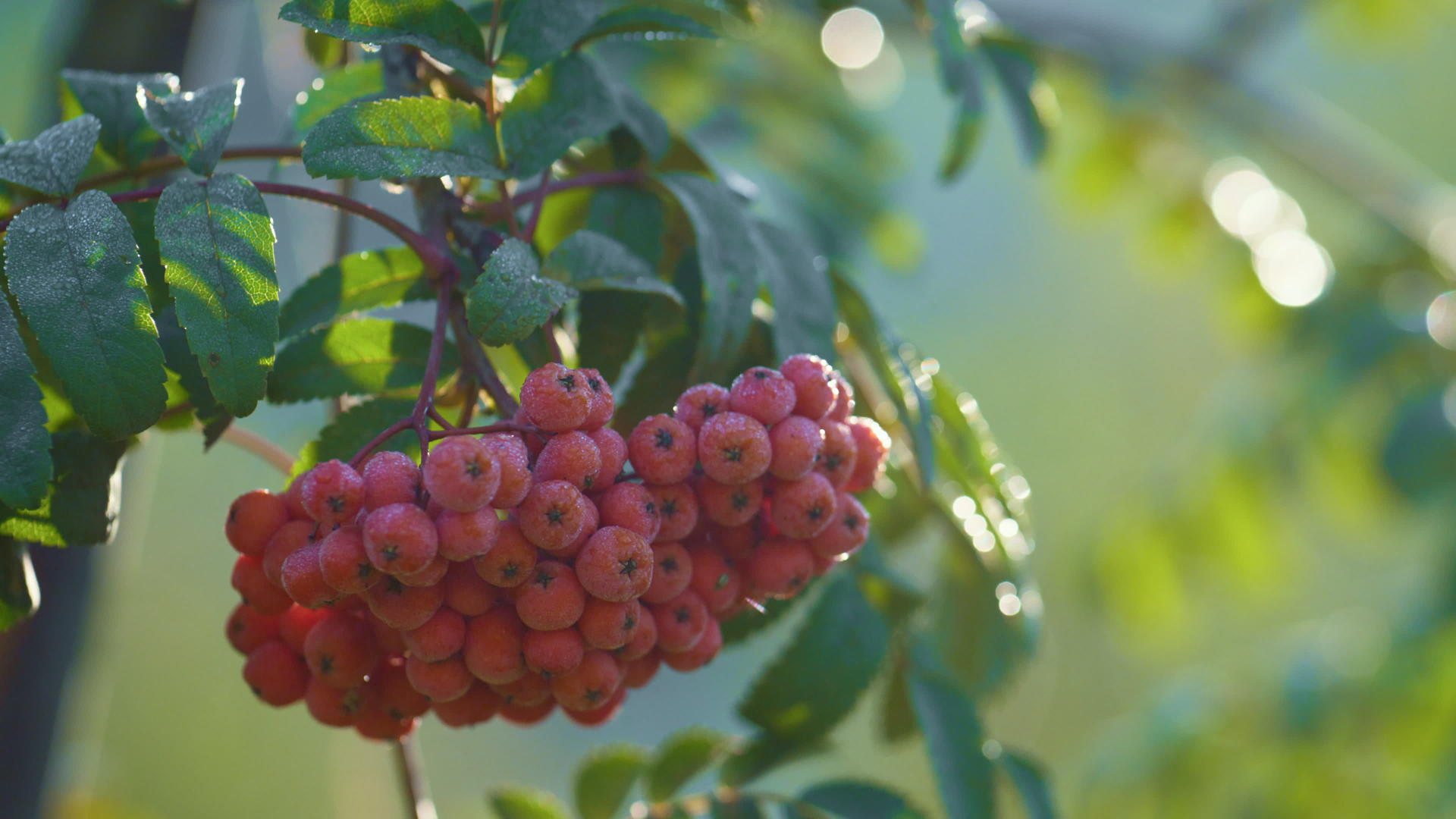 红色罗文浆果生长绿色分支视频的预览图