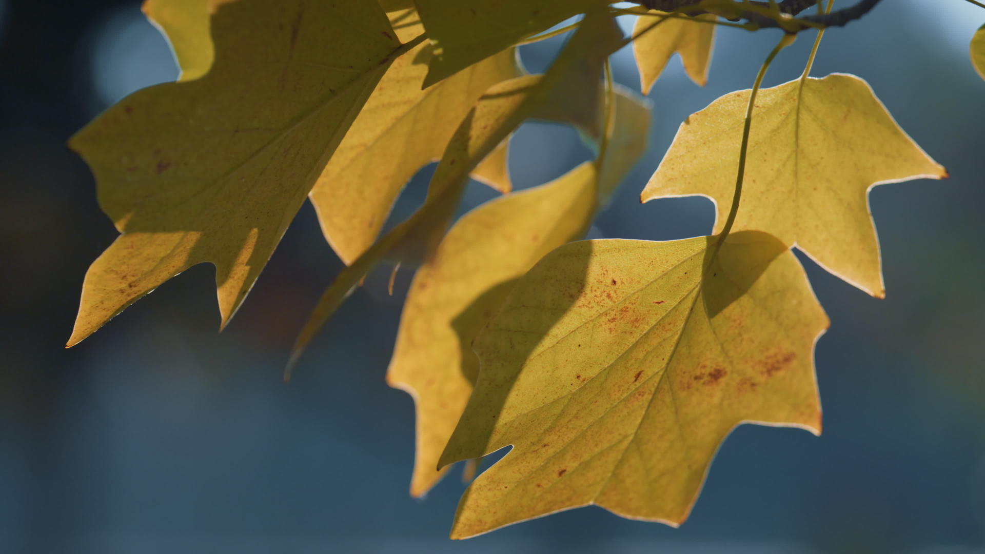 宁静的风景秋叶在阳光下视频的预览图