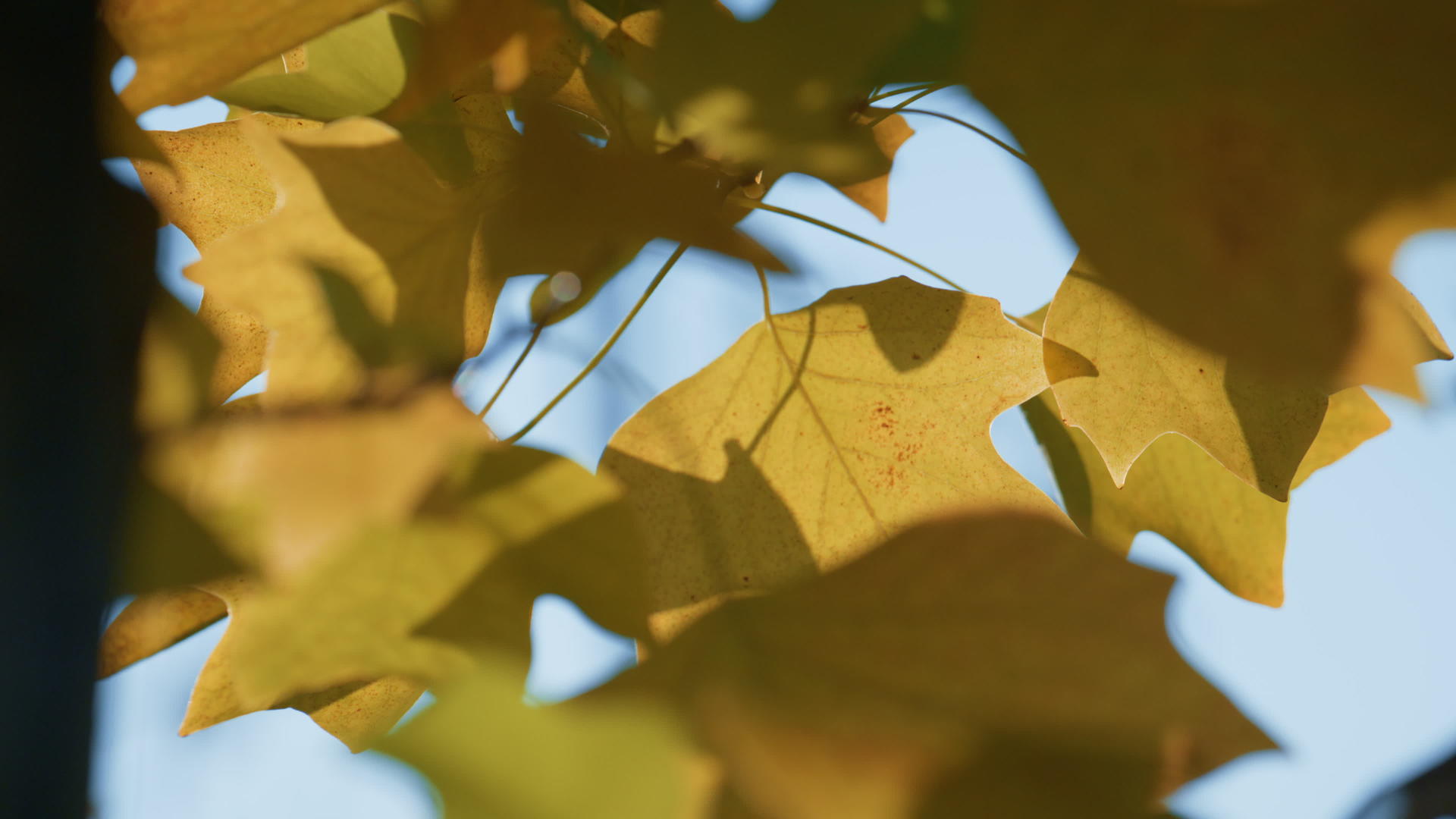 郁郁葱葱的金色枫树生长在秋天的森林里视频的预览图