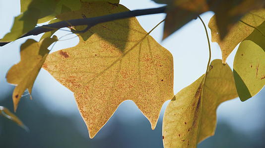 秋高气爽的枫叶挂在郁郁葱葱的树枝上视频的预览图