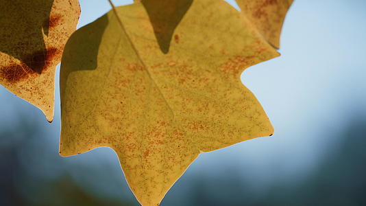 秋天的一天特写美丽的叶子枫树视频的预览图