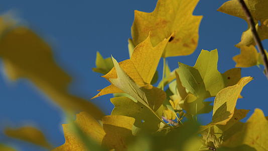 特写黄枫叶照亮了秋日的阳光视频的预览图