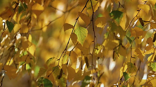 秋日阳光明媚的白桦树公园视频的预览图