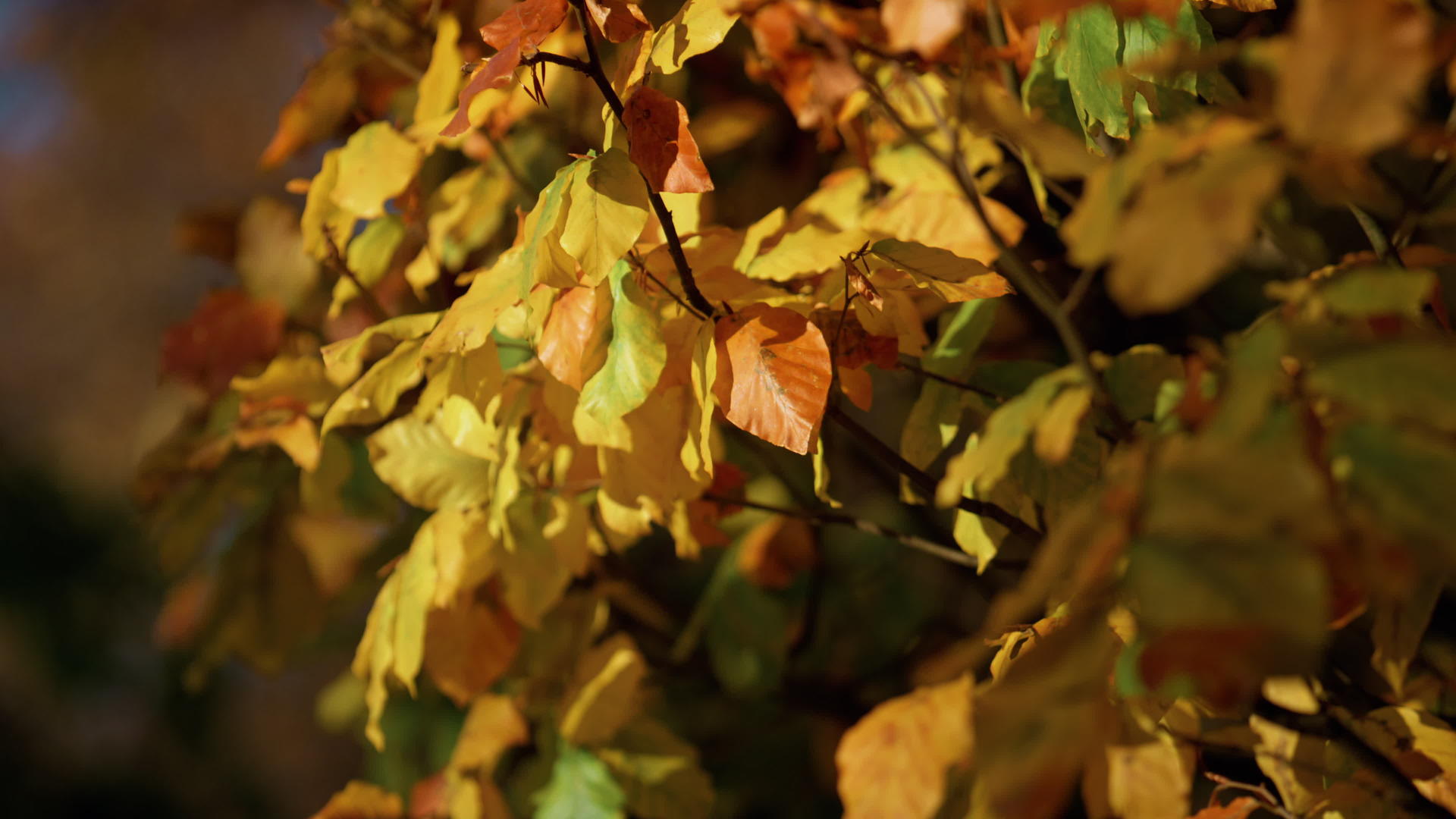 特写橙叶挂在树枝上阳光明媚的日子视频的预览图