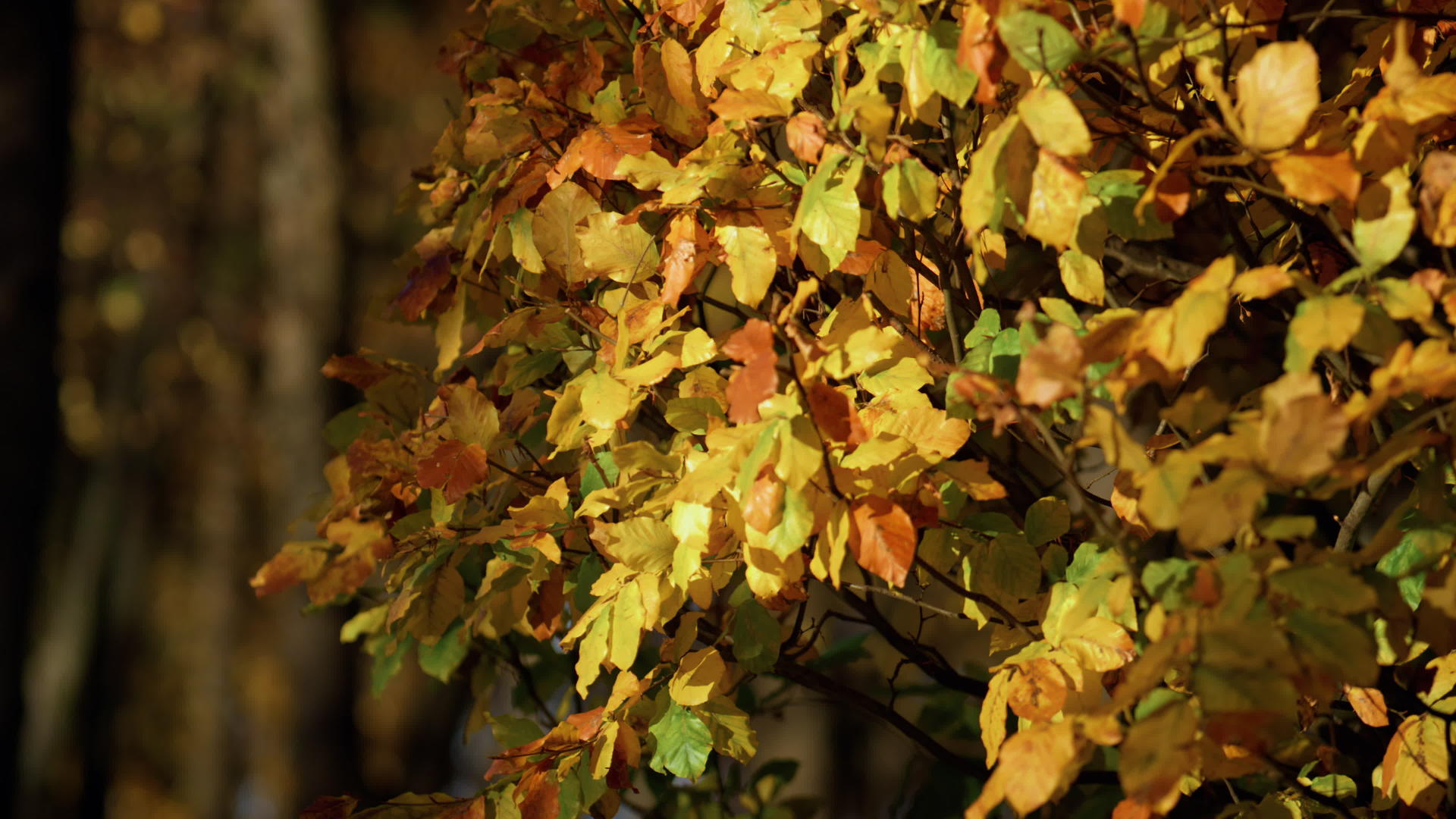 秋天景观森林的叶子视频的预览图