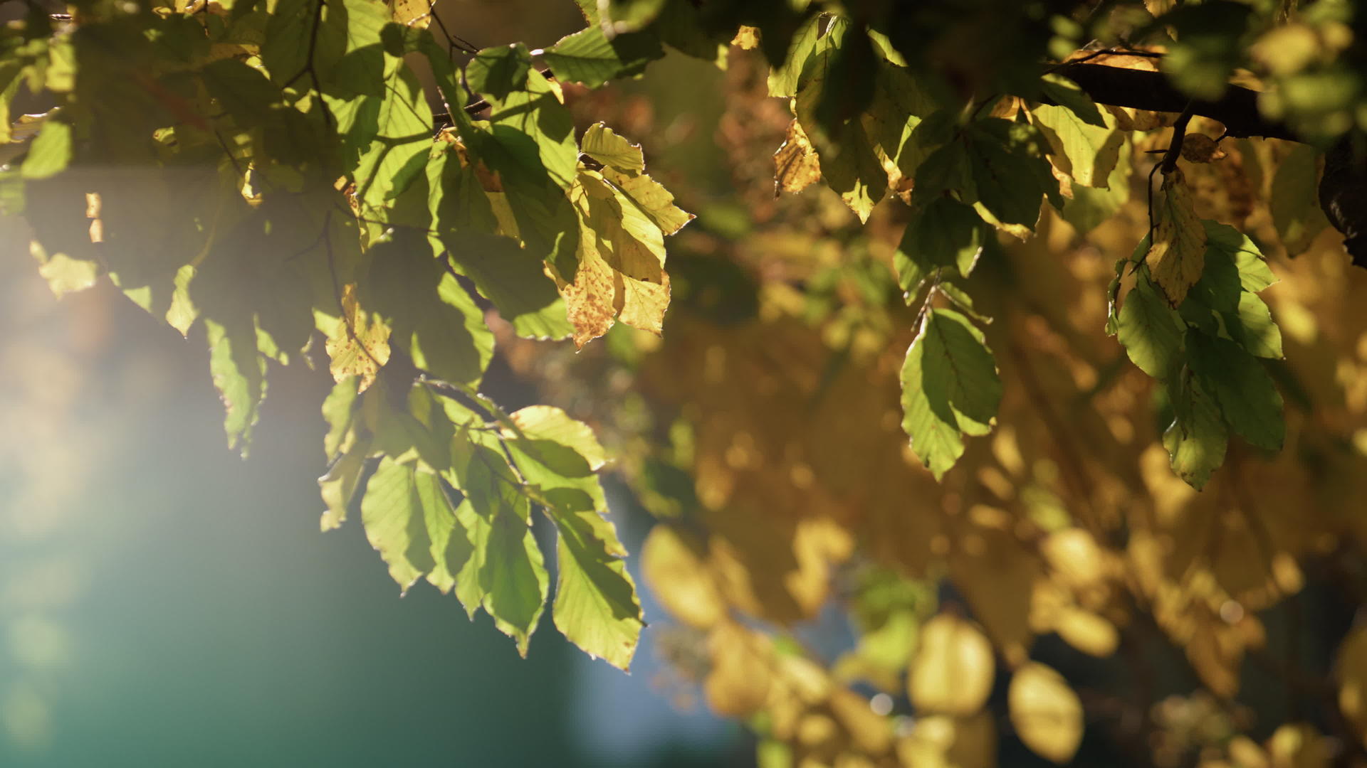 秋天的早晨五颜六色的森林叶子视频的预览图