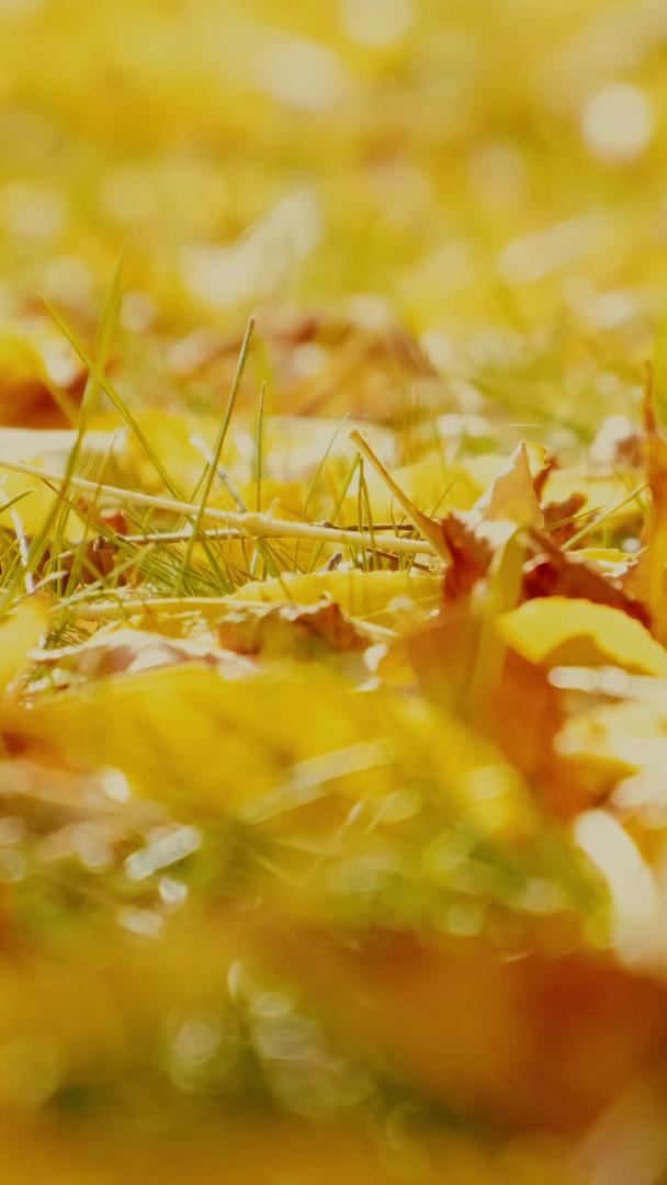 秋天落满了树叶的地面视频的预览图