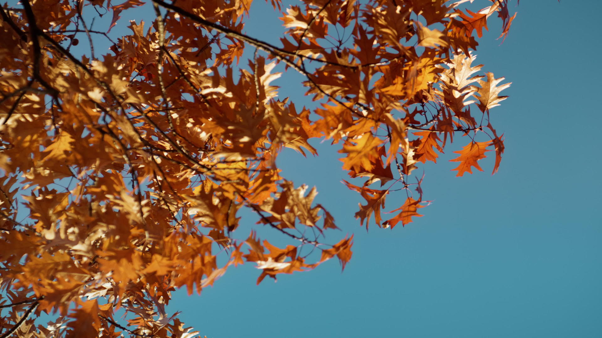 秋天枫叶景观视频的预览图