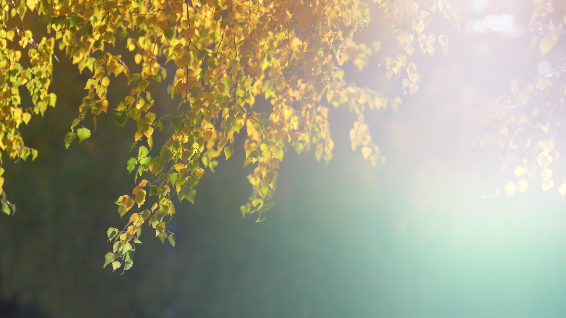 白桦树在逆光下照亮了秋日的金色阳光视频的预览图