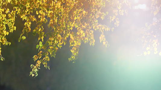 白桦树在逆光下照亮了秋日的金色阳光视频的预览图
