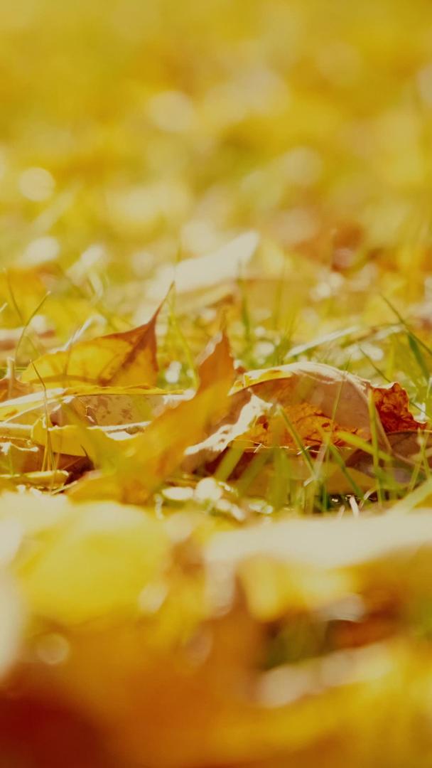 秋天落满了树叶的地面视频的预览图