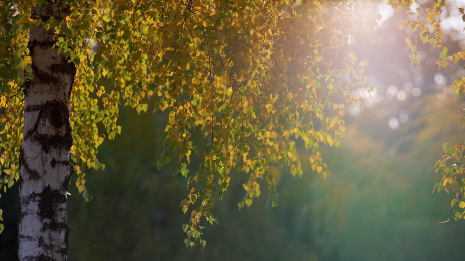 秋夜白桦树叶照亮了金色的阳光视频的预览图