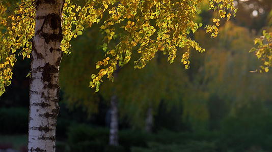 黄叶子在户外摇曳阳光明媚视频的预览图