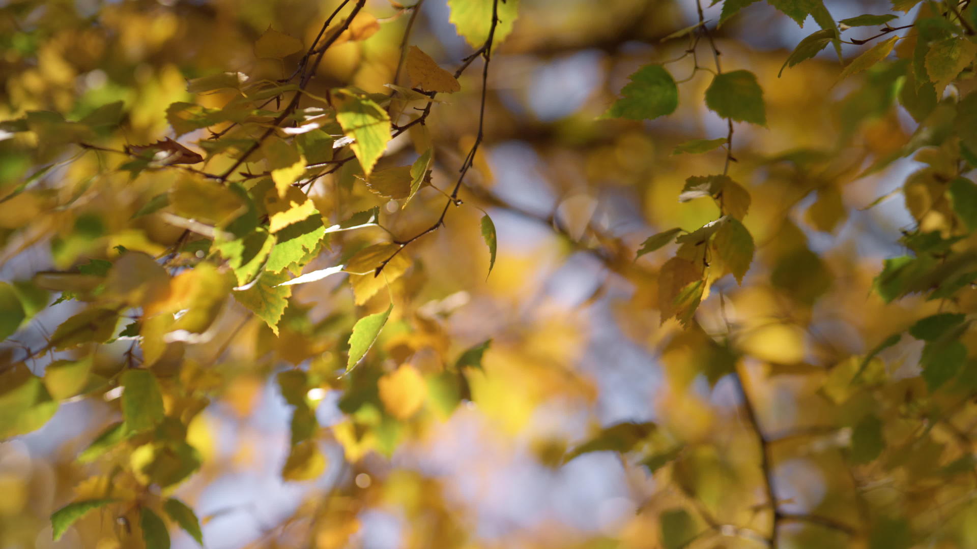 秋风中白桦树枝摇曳视频的预览图