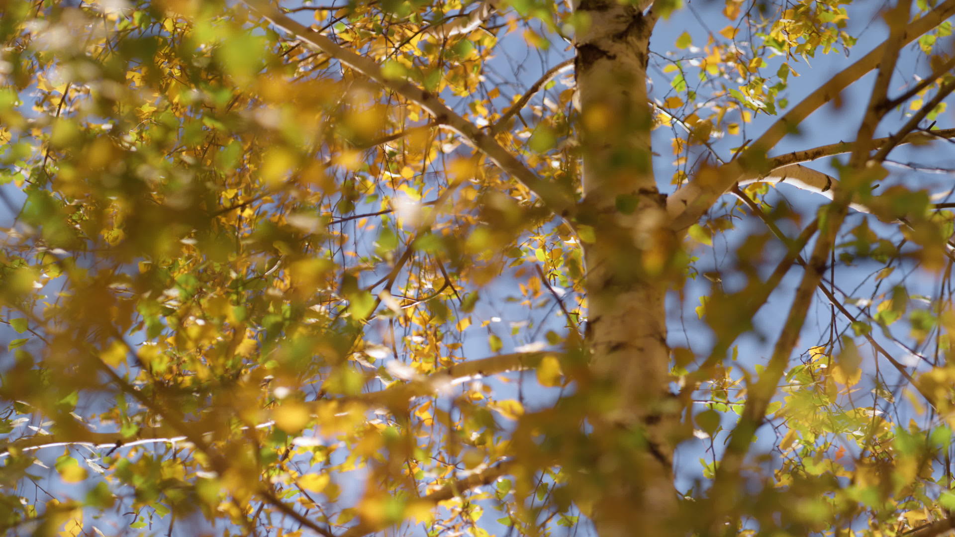 美丽的秋叶白桦树阳光灿烂的日子视频的预览图