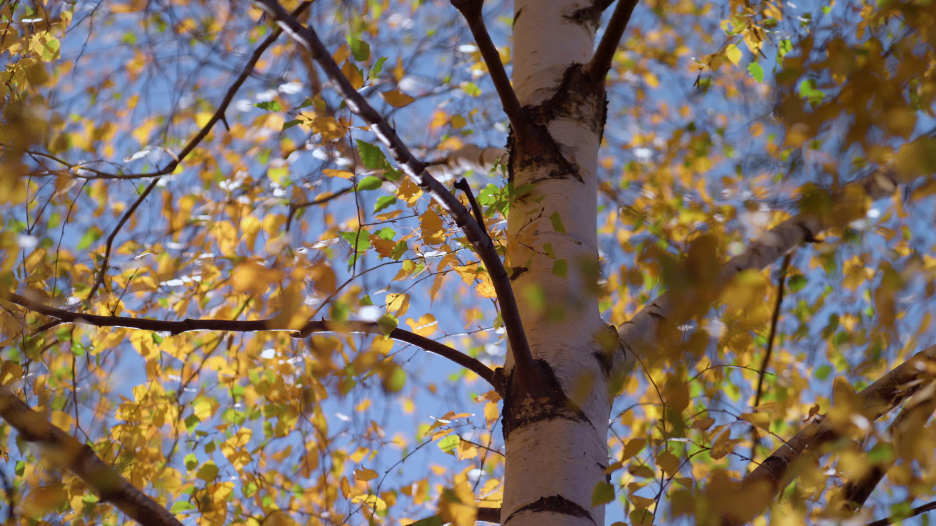 五颜六色的叶子桦树秋季时间视频的预览图
