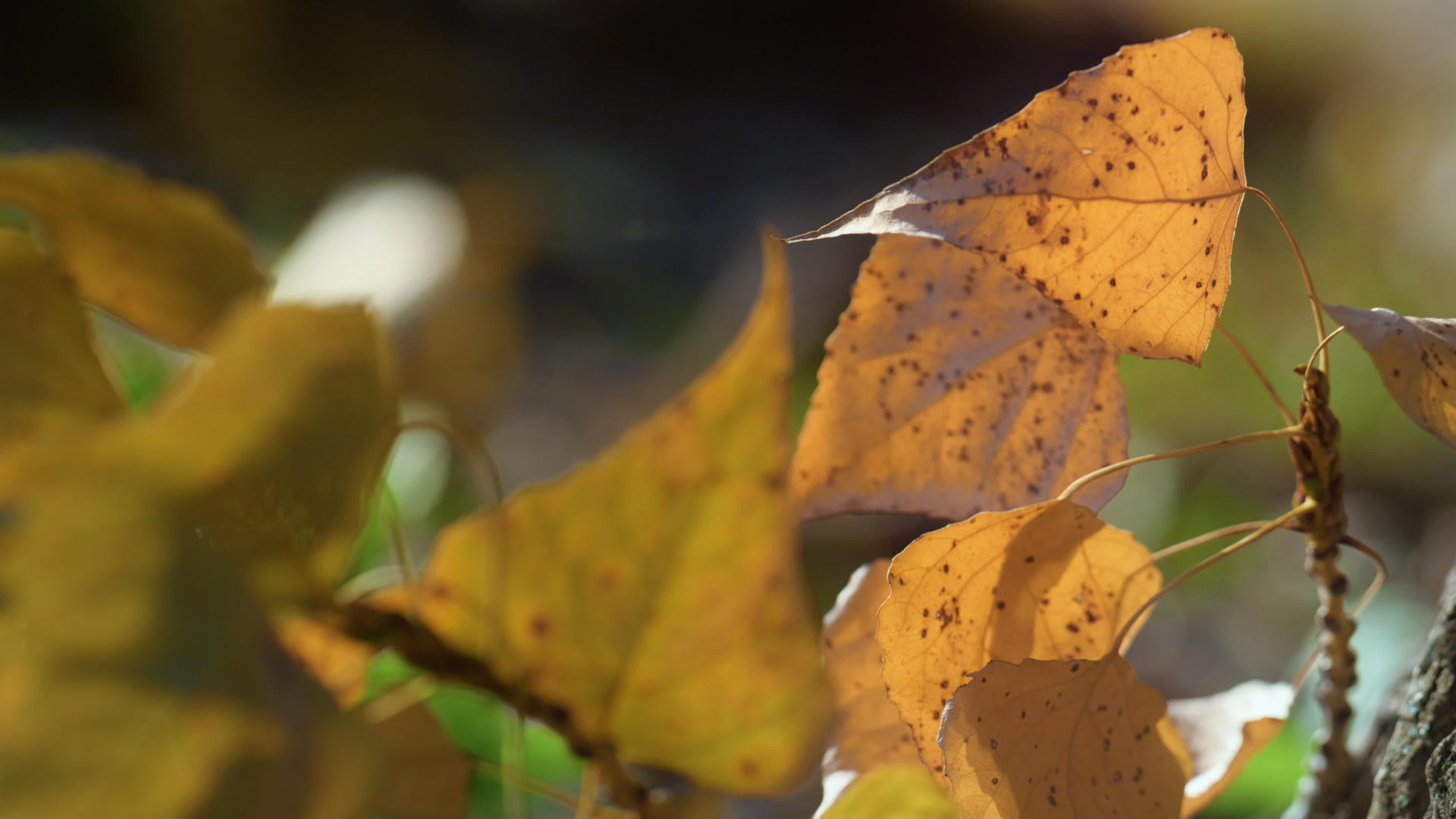 秋季公园特写金叶桦树视频的预览图