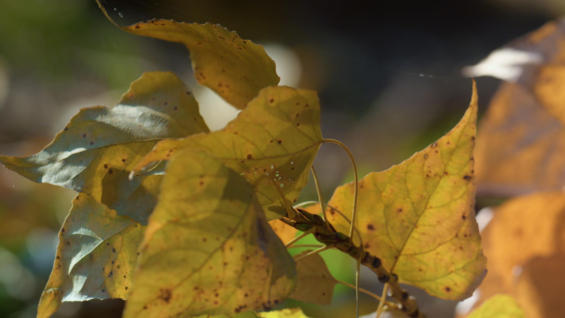 黄叶子生长的桦树阳光明媚视频的预览图