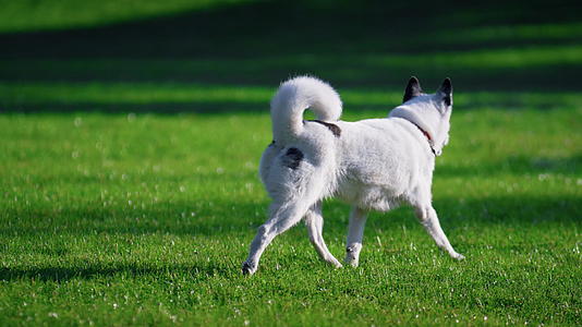 白狗跑草坪阳光明媚的公园视频的预览图