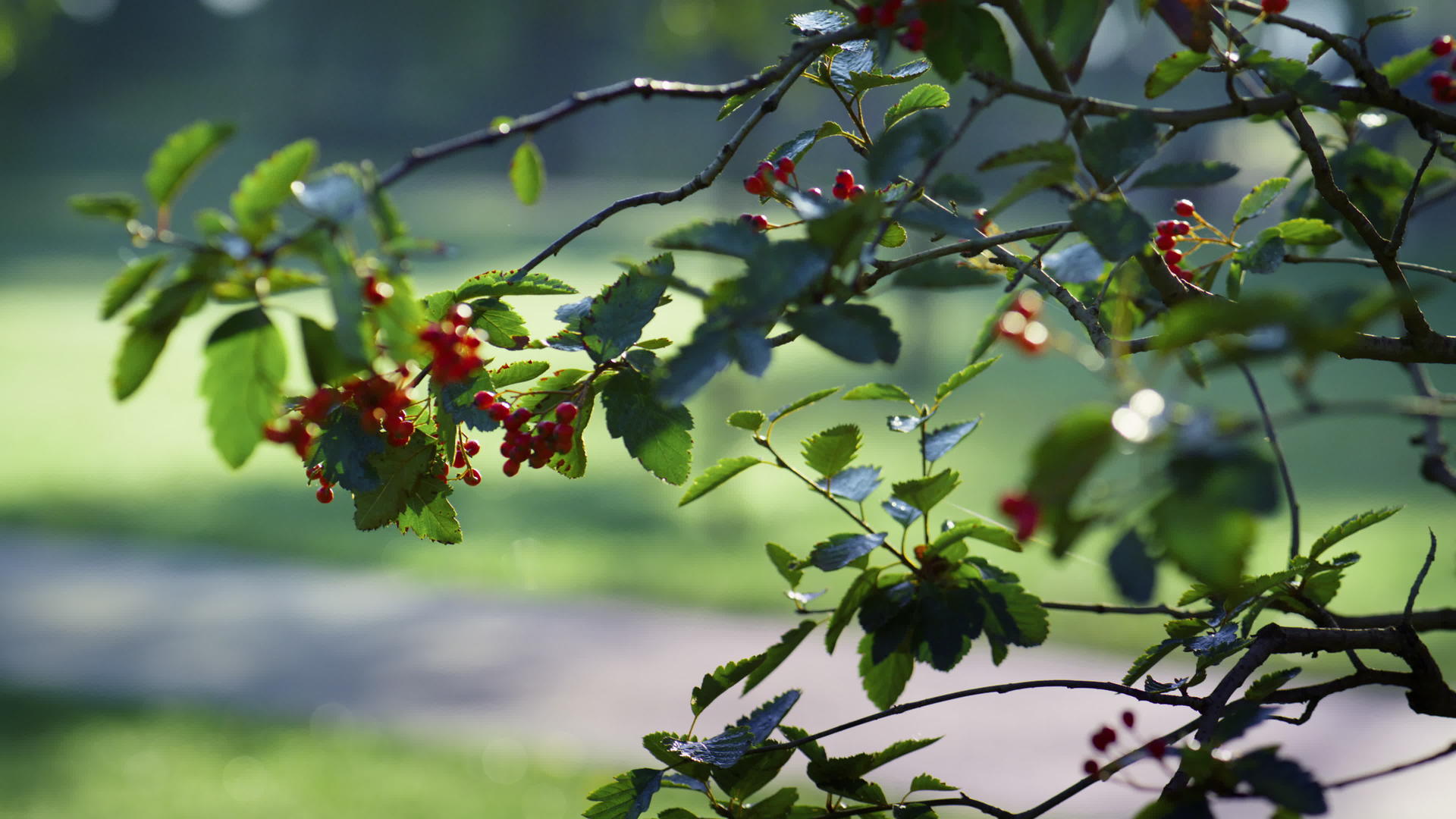 秋天红浆果罗文树生长在公园里视频的预览图