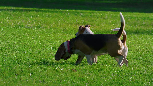 两只狗站在阳光明媚的公园草地上视频的预览图
