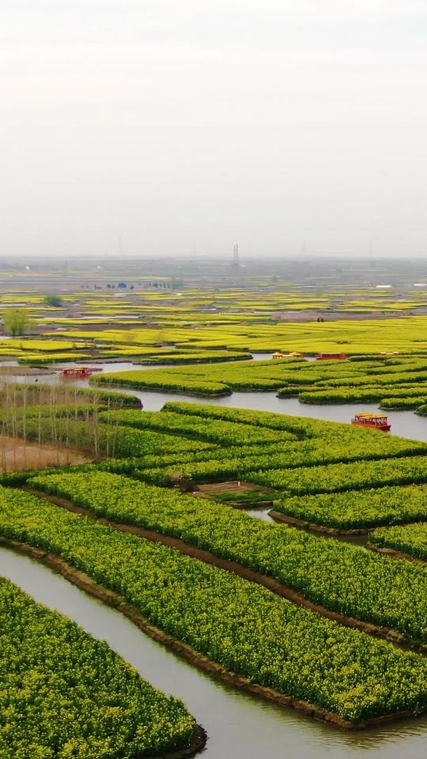 兴化水上油菜花田湿地河道泛舟视频视频的预览图
