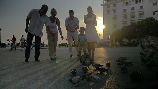 街头和家庭喂养鸽子的组织视频的预览图