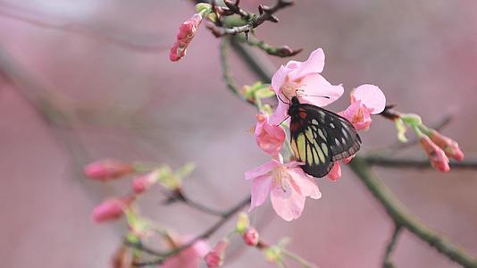 春天樱花时节昆虫蝴蝶采蜜视频的预览图