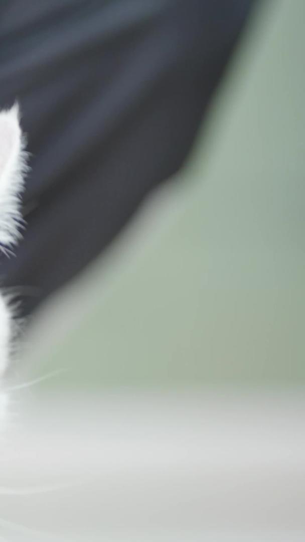 英国短毛猫银在英国逐层玩耍视频的预览图