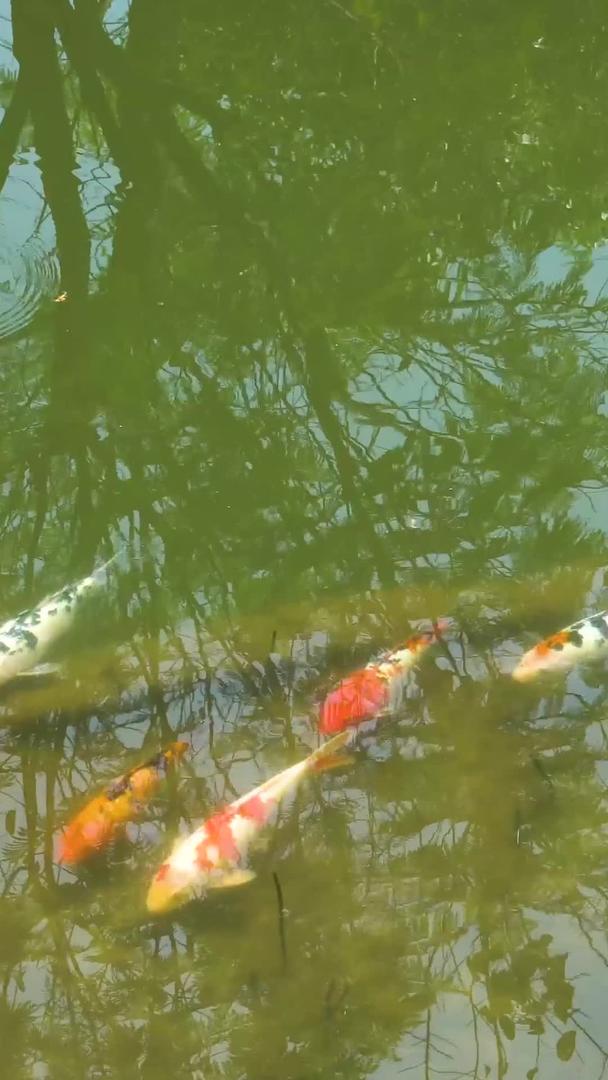 鲤鱼在池塘里视频的预览图