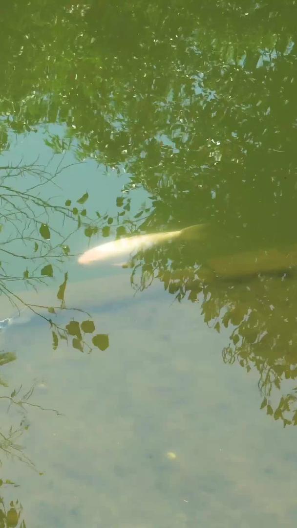 鲤鱼在池塘里视频的预览图