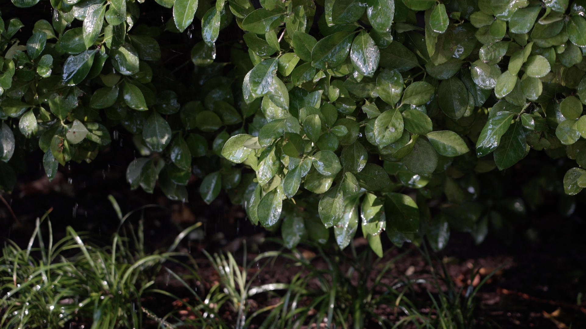 4K实拍喷水绿色植物视频的预览图