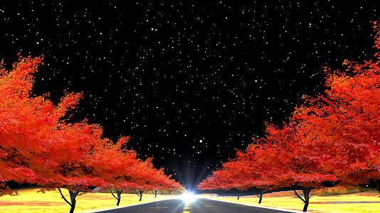 秋天红枫树舞台背景视频的预览图