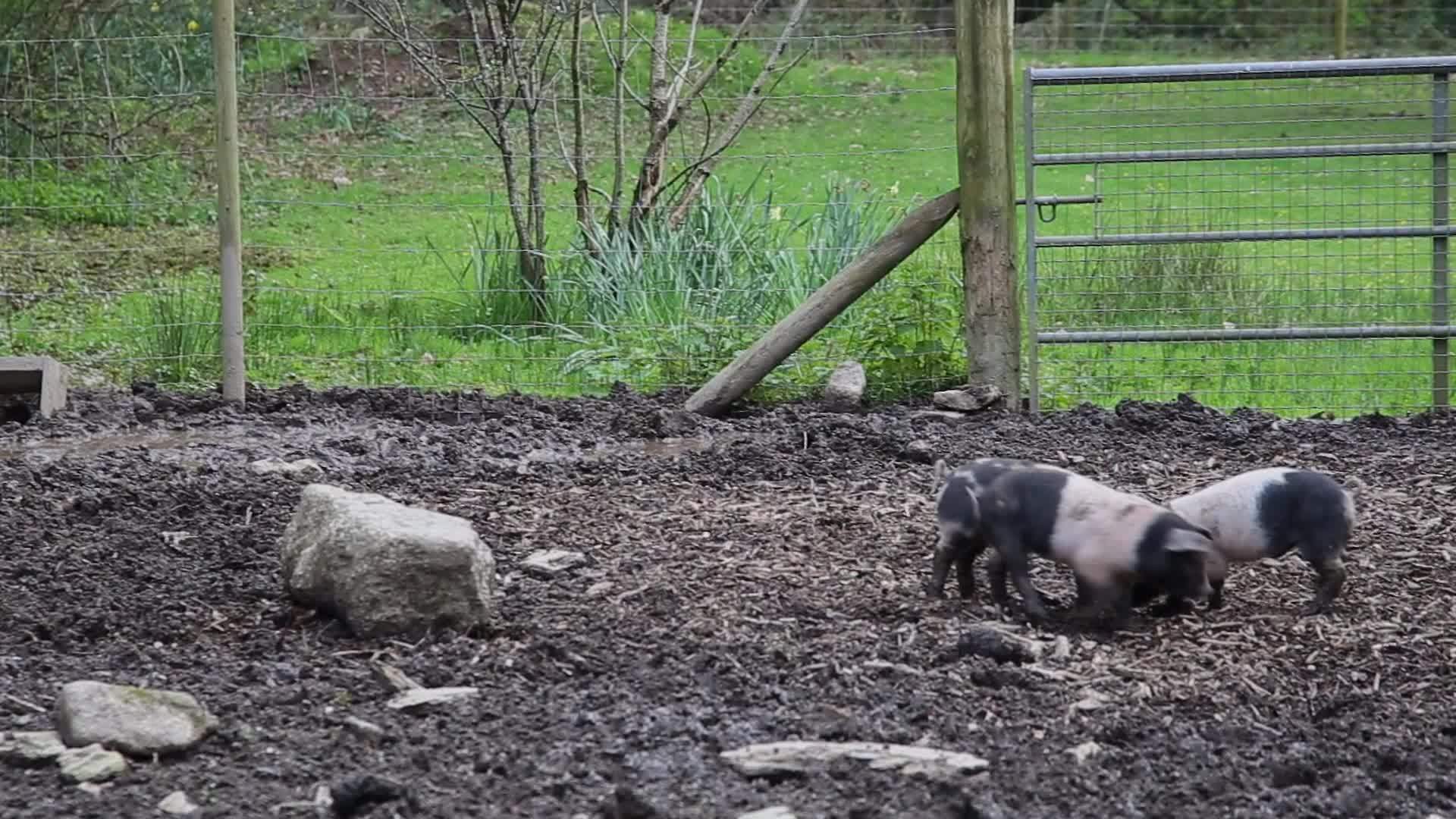 嬉戏的小猪视频的预览图