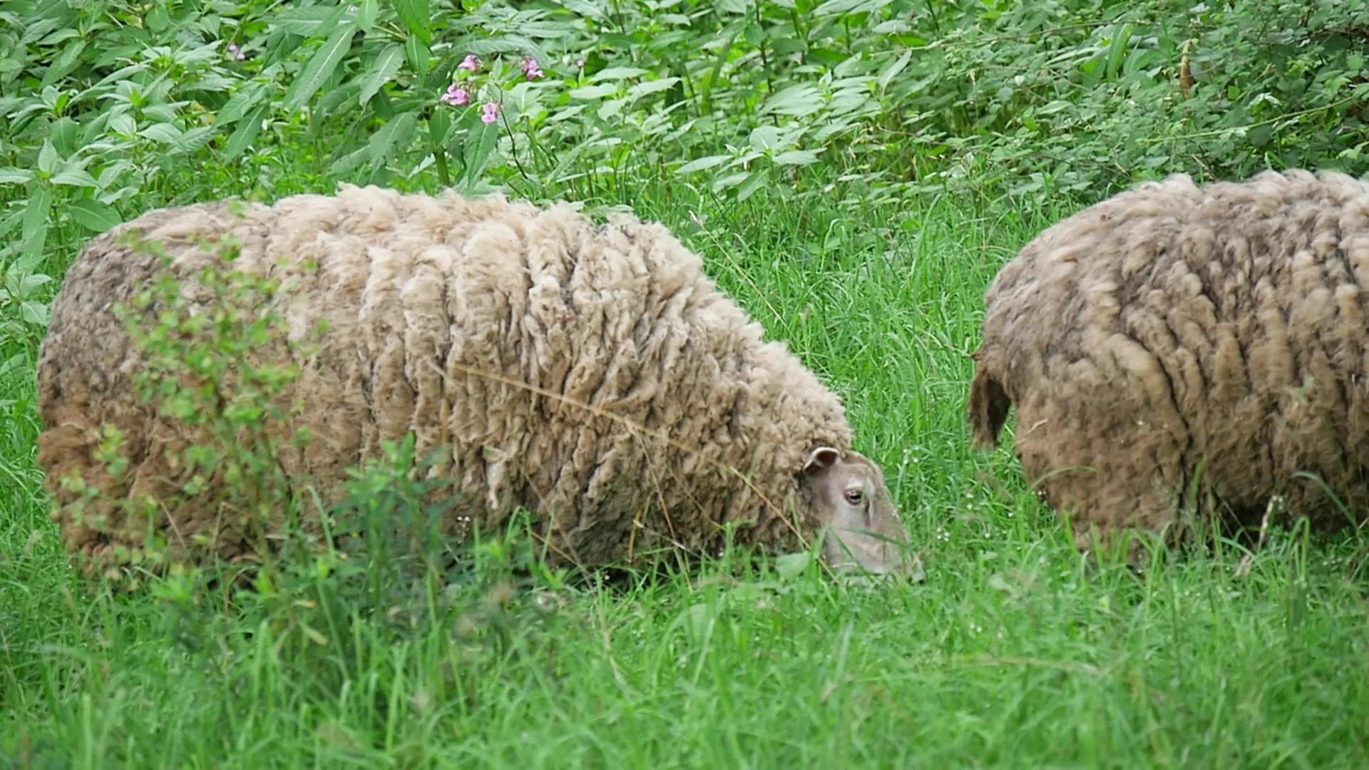 两只有羊毛的羊在草甸视频的预览图