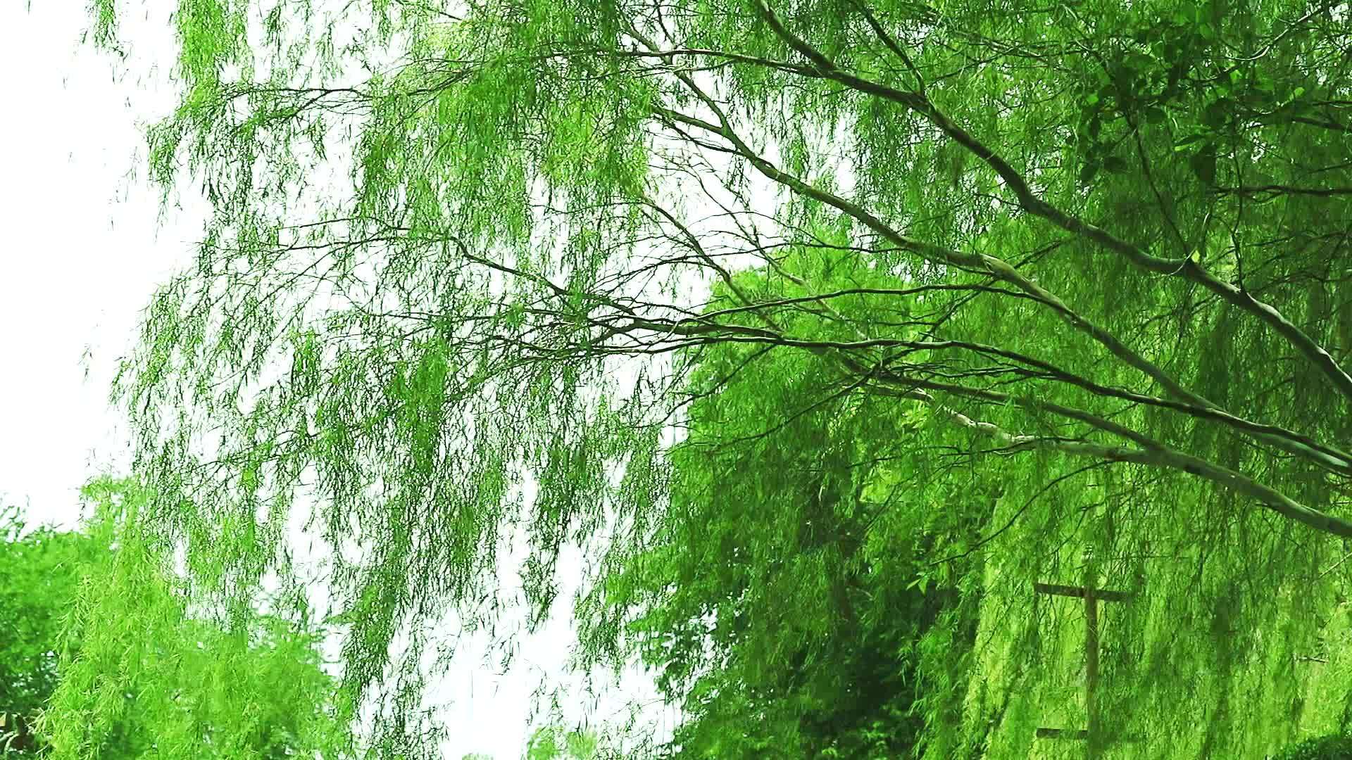 柳树和绿叶在花园里随风升起视频的预览图